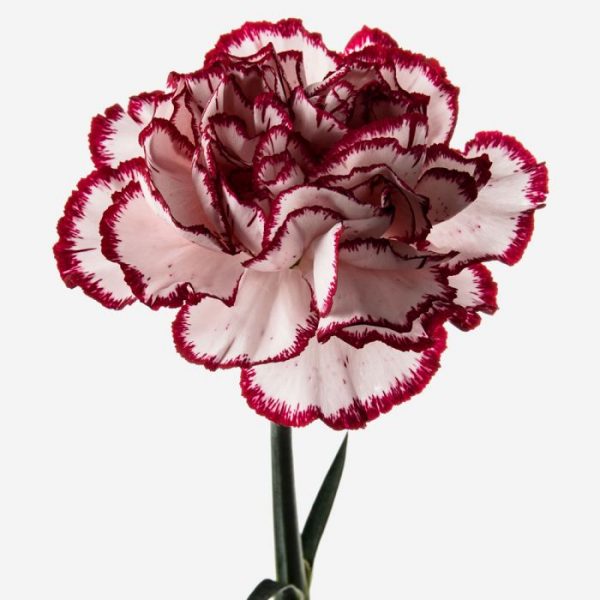 Clavel mini Matizado rojo
