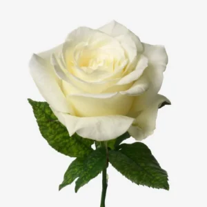 Rosas blancas