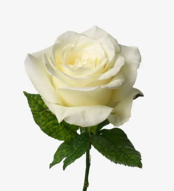 Rosas blancas